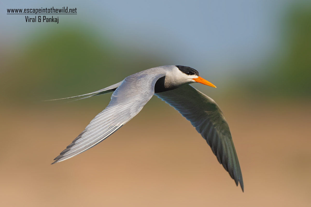 Black-bellied Tern